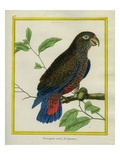 Perroquet Varié De Cayenne