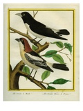 La Pie-Grièche De Manille Et La Pie-Grièche Rousse De France