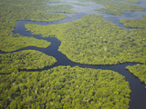 Aerial View of Amazon Rainforest and Tributary of Rio Negro  Manaus  Amazonas  Brazil