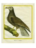 White-Backed Vulture
