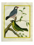 Yellow-Billed Grosbeak and Yellow-Green Grosbeak