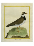 Collared Plover