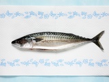 Fresh Mackerel on Kitchen Paper