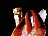 Lobster Claw  Champagne Bottle Behind  Close-Up