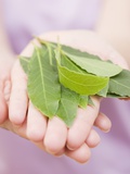 Hands Holding Bay Leaves