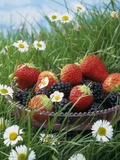Bowl of Strawberries and Blackberries in Grass with Daisies