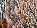 Lots of Different Mediterranean Fish