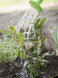 Watering Bay Plant