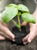 Planting Basil in Soil