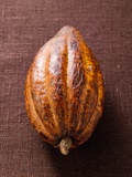Cacao Pod on Brown Background