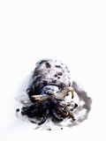 Squid in its Own Ink