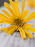 Arnica Flower
