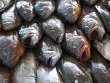 Mediterranean Fish
