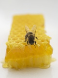 Bee on Honeycomb