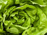 Fresh Lettuce