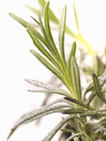 Sprig of Lavender
