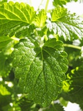 Lemon Balm
