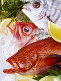 Three Different Sea Fish with Ice  Lemon and Seaweed