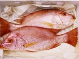 Two Snappers on Paper