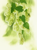 Hop Cones
