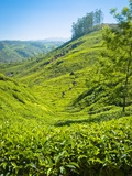 A Tea Plantation in Munnar  Kerala  India
