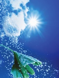 Ginkgo Leaf with Drops of Water Against Sky