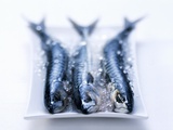 Three Mackerels on a Plate with Crushed Ice