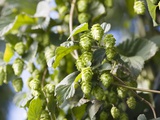 Hop Plant with Buds (Humulus Lupos)