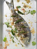 Roasted Gilthead Bream with Lemon Grass and Coriander Leaves