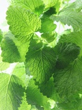 Fresh Lemon Balm