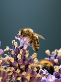 A Bee on a Lavender Flower