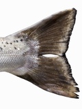 Tail Fin of a Tasmanian Salmon