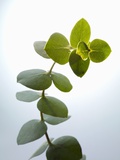 Sprig of Eucalyptus