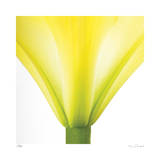 Yellow Green Lily Abstract No 338