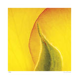 Yellow Red Rose Abstract No 186