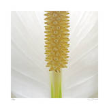 White Lily Abstract No 33