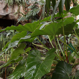 Museum National d'Histoire Naturelle  Jardin des Plantes (Botanical Gardens)  Paris  France