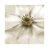 Whisper of Cosmos