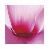 Pink Cyclamen Abstract No 255