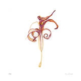 Dried Yellow Lily Abstract No 388