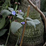Museum National d'Histoire Naturelle  Jardin des Plantes (Botanical Gardens)  Paris  France