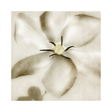 Whisper of Gardenia