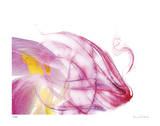 Purple Tulip Abstract No 128