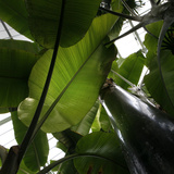 Museum National d'Histoire Naturelle  Jardin des Plantes (Botanical Gardens)  Paris  France