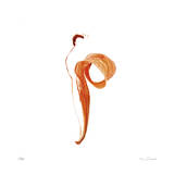 Dried Orange Lily Petal Abstract No 118
