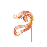 Orange Tulip No 22