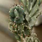 Museum National d'Histoire Naturelle  Jardin des Plantes (Botanical Gardens)  Paris  France