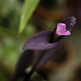 Museum National d'Histoire Naturelle  Jardin des Plantes (Botanical Gardens)  Paris  France