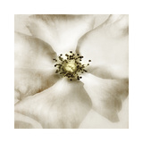 Whisper of Rose