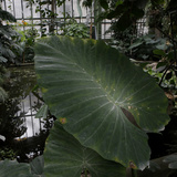 Museum National d'Histoire Naturelle  Jardin des Plantes (Botanical Gardens)  Paris  France